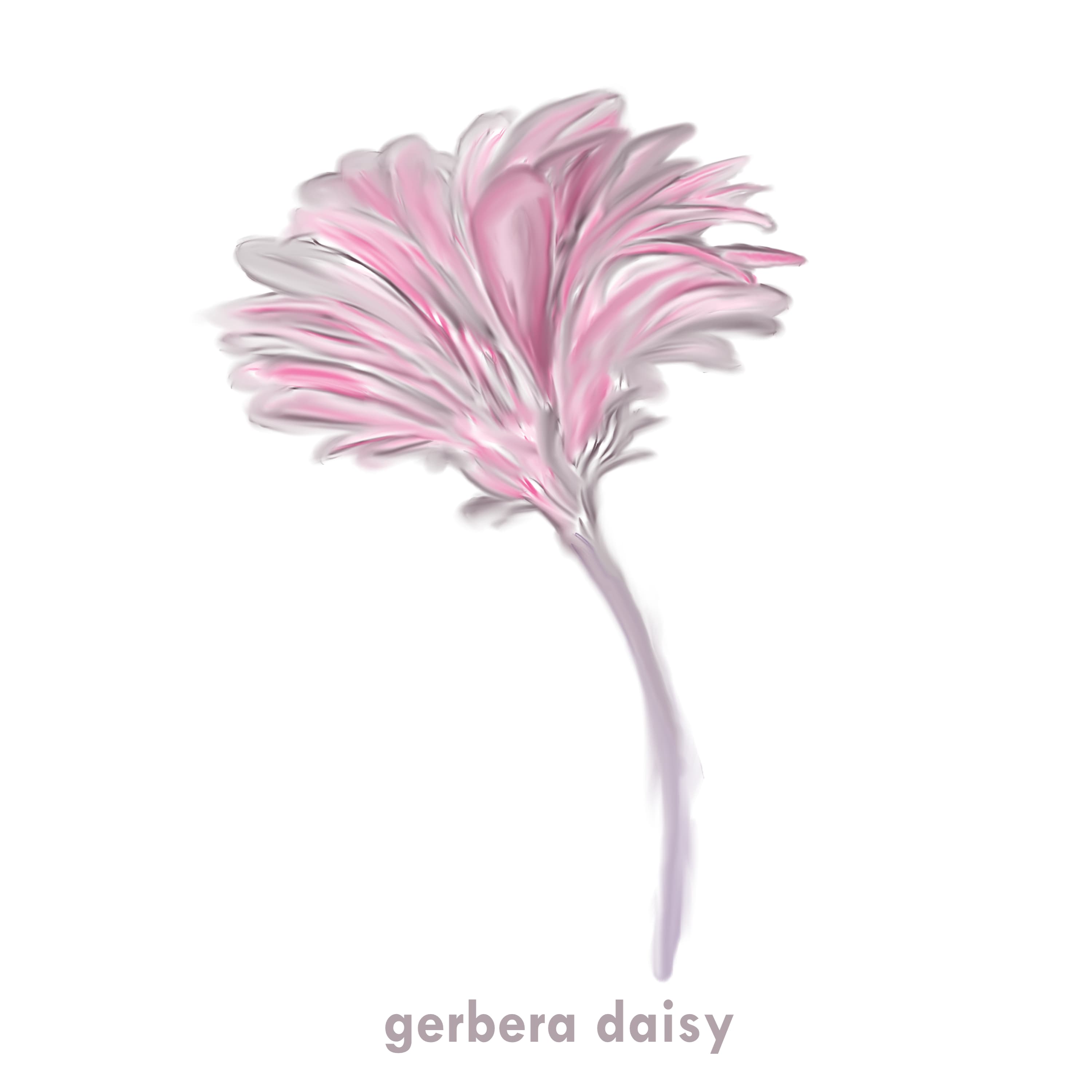 Gerbera Daisy